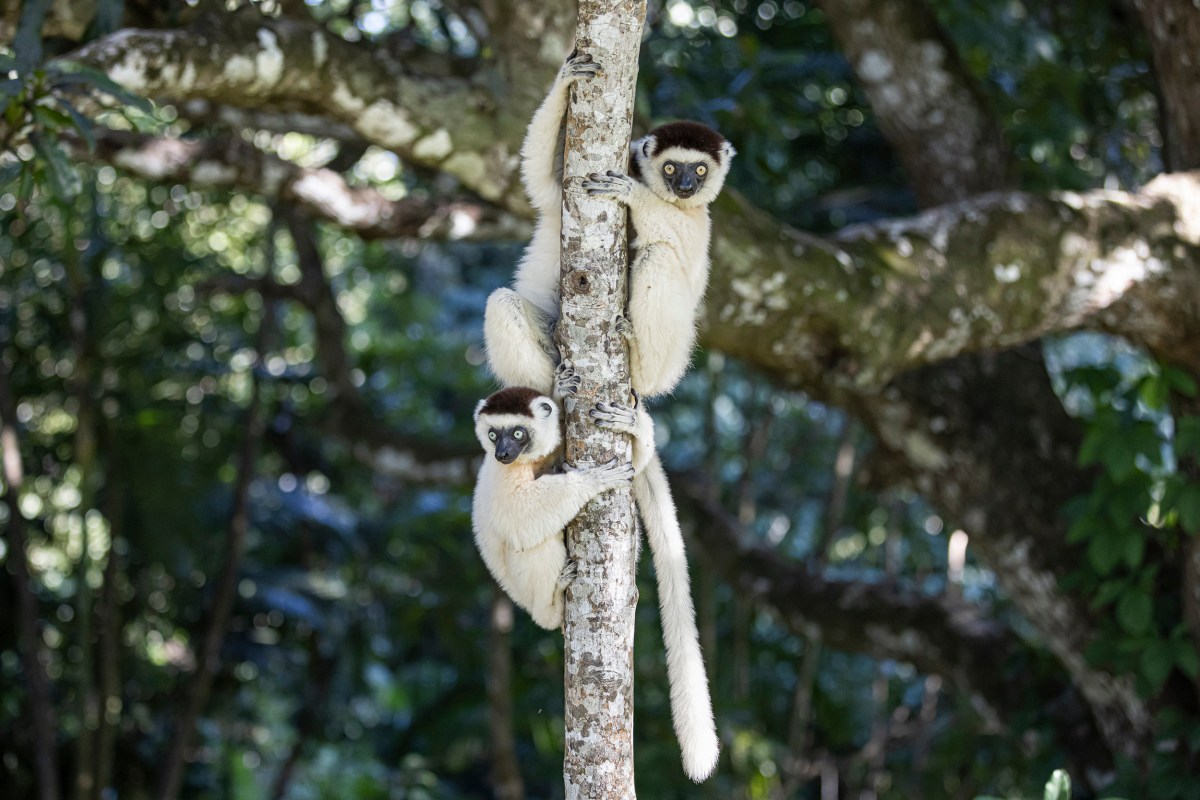 Sifaka Lemurs stand on a tree inside the Nahampoana Reserve Fort-Dauphin, Madagascar, on July 10, 2023.