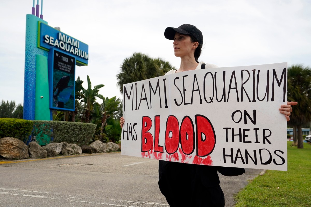 A protestor holds a sign as she demonstrates after the recent death of a captive orca, Sunday, Aug. 20, 2023, outside the Miami Seaquarium in Key Biscayne, Fla. Lolita, an orca whale held captive for more than a half-century, died Friday at the Miami Seaquarium as caregivers prepared to move her from the theme park in the near future. (AP Photo/Wilfredo Lee)