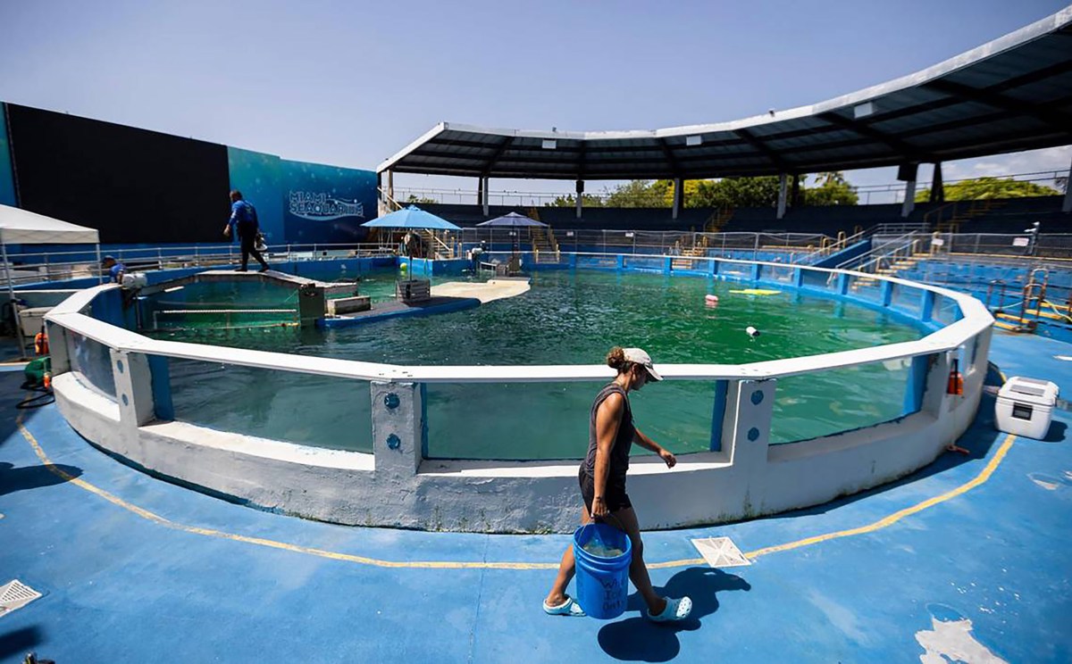 Kyra Wadsworth, a trainer at the Miami Seaquarium, is seen working near Lolita's stadium tank on July 8, 2023, in Miami. After officials announced plans to move Lolita from the Seaquarium, trainers and veterinarians are now working to prepare her for the move. (Matias J. Ocner/Miami Herald/Tribune News Service via Getty Images)